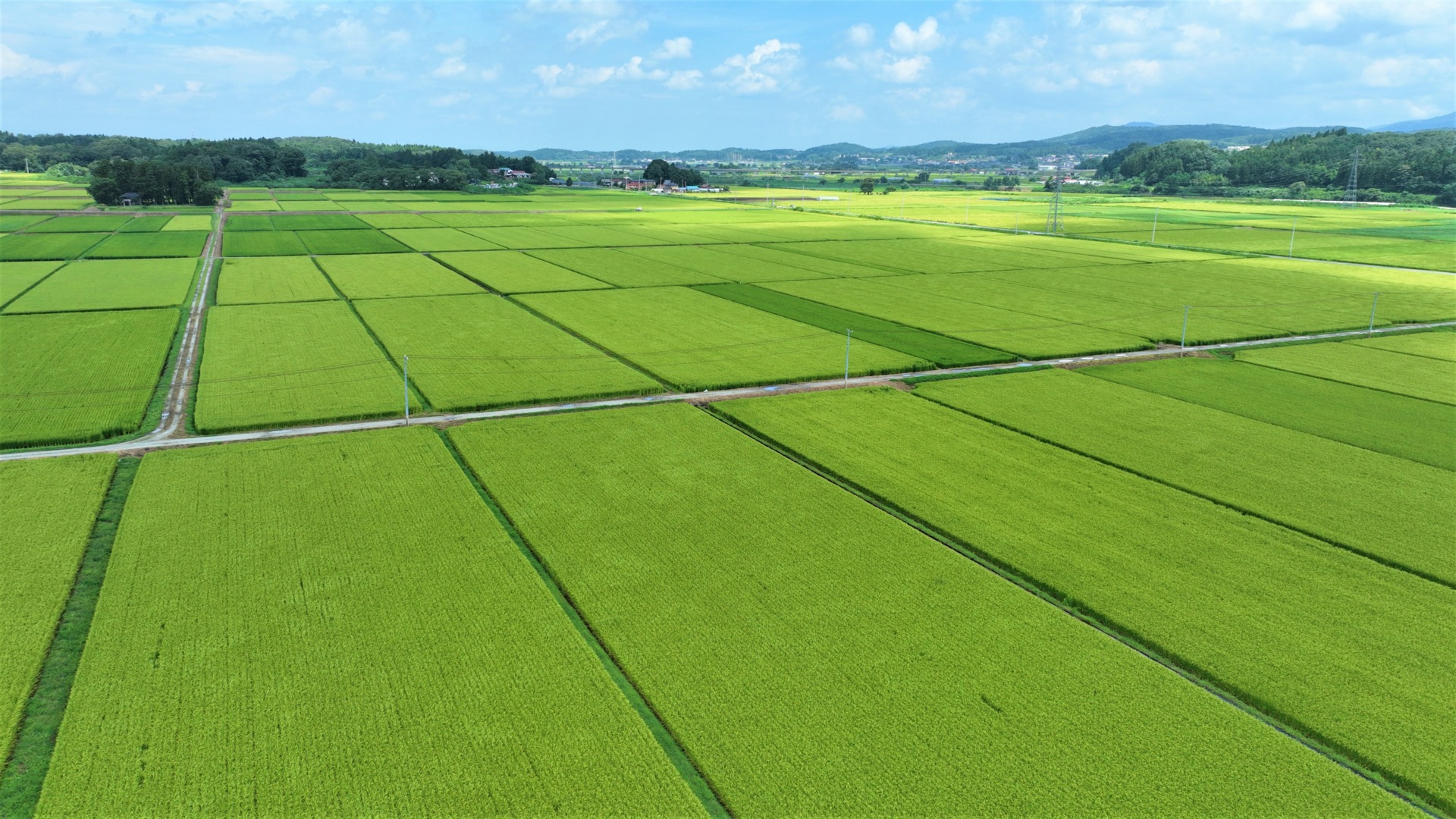 【矢吹町の広大な水田】